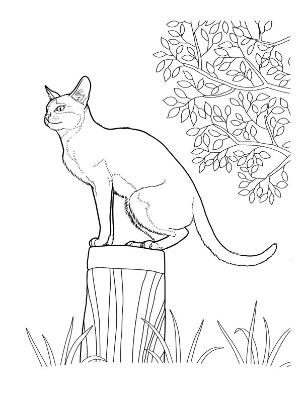 coloriage chat sur un tronc